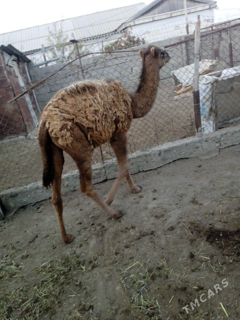 düýe - Esenguly - img 1