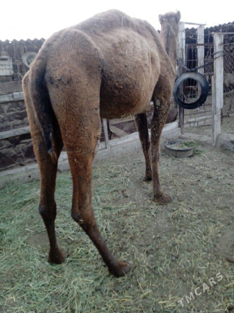 düýe - Esenguly - img 2