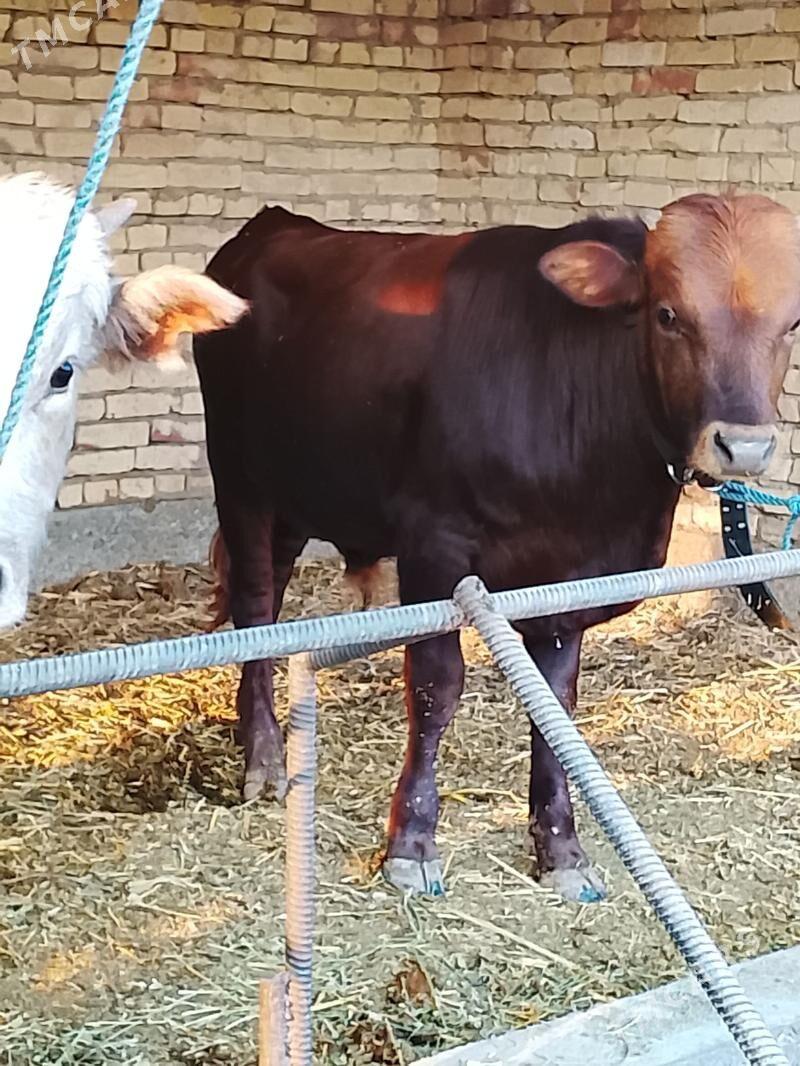 arginal burlat okuz - Dänew - img 7