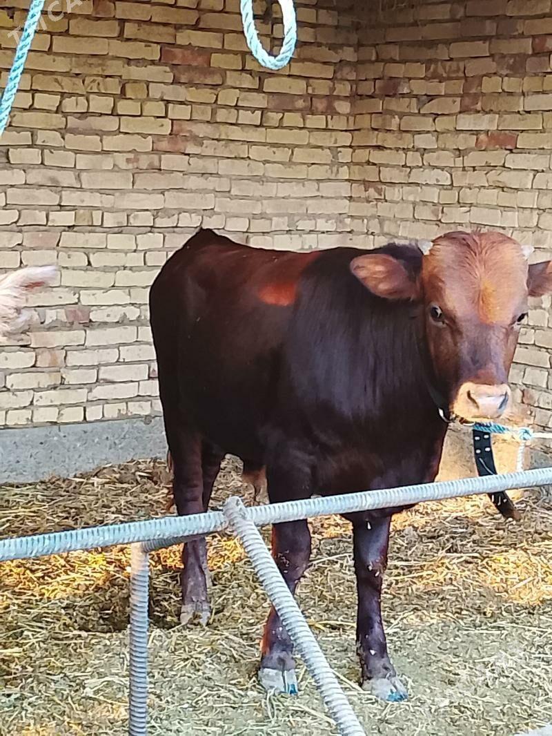 arginal burlat okuz - Dänew - img 5