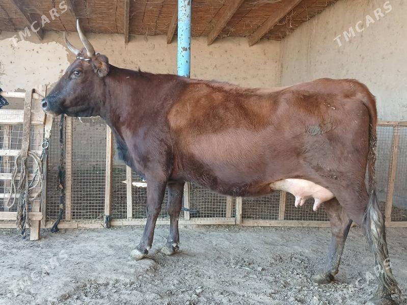 goleli - Векильбазар - img 6