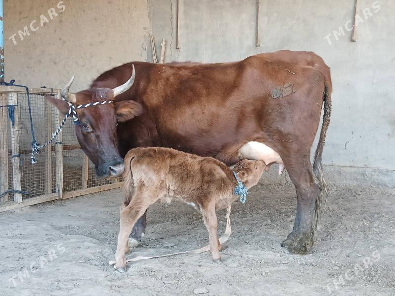 goleli - Векильбазар - img 7