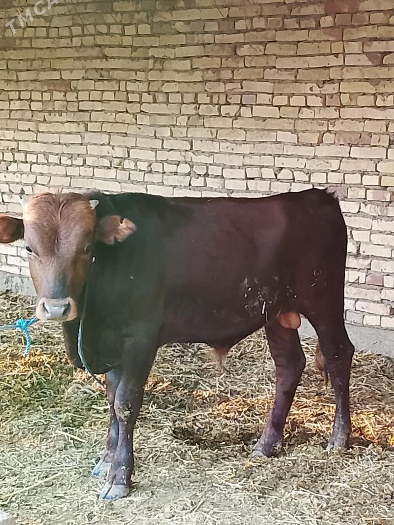 arginal burlat okuz - Dänew - img 4