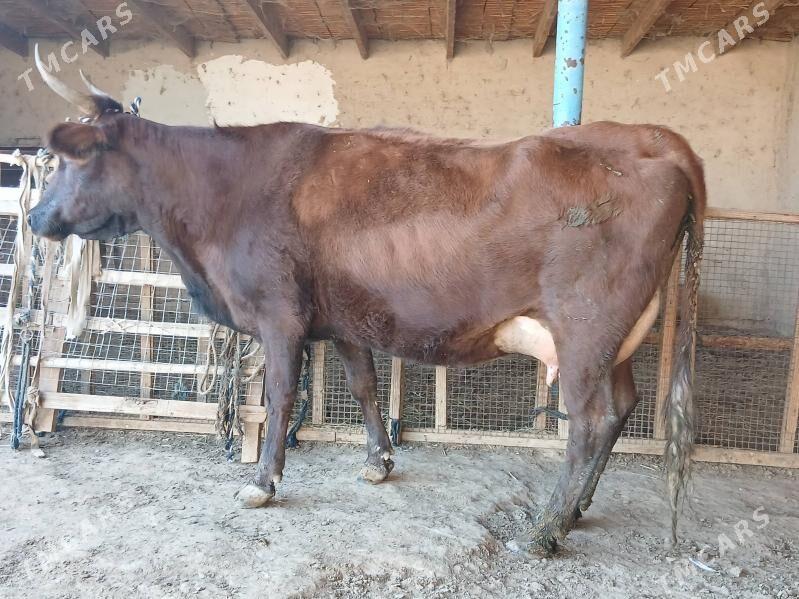 goleli - Векильбазар - img 2