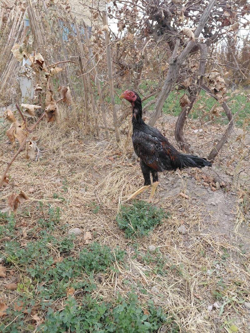 bayes juje - Çärjew - img 2