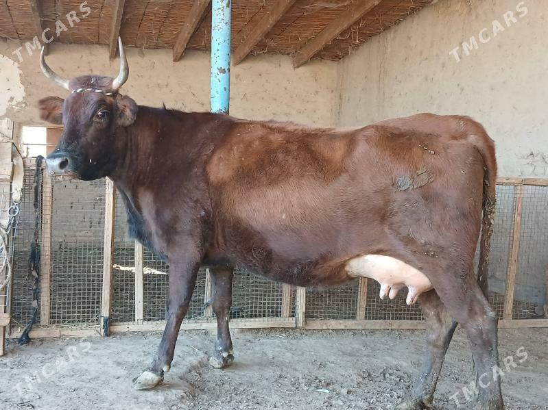 goleli - Векильбазар - img 5