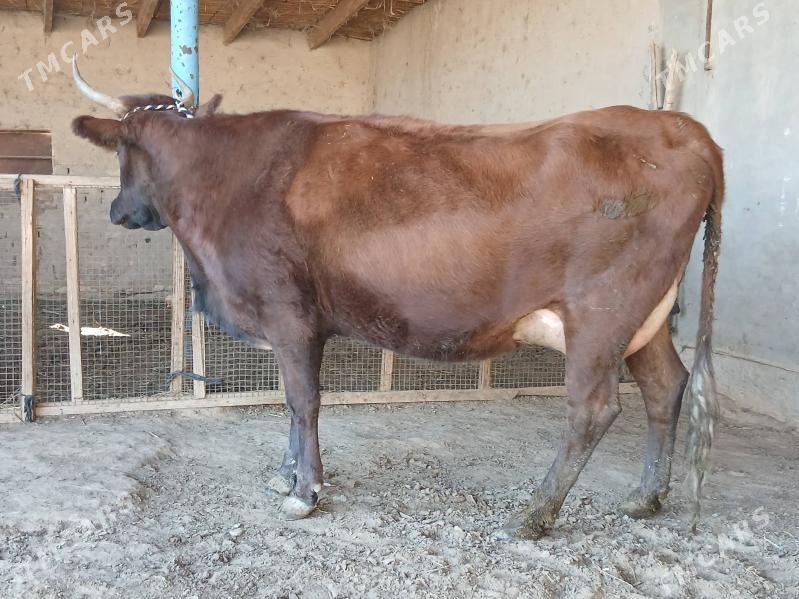 goleli - Векильбазар - img 4