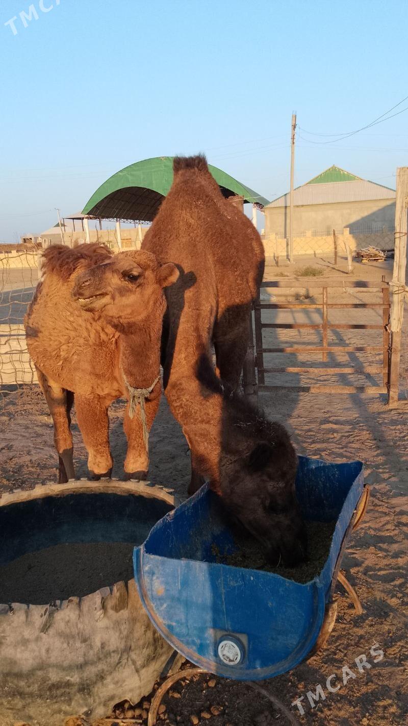 Torumly düýe - Esenguly - img 2