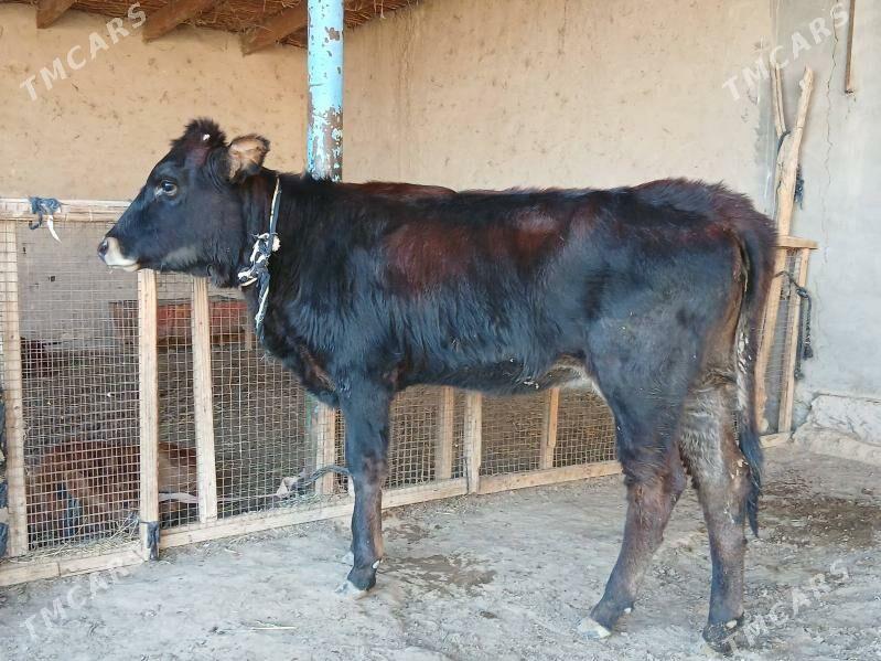 gole - Wekilbazar - img 3