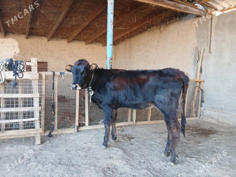 gole - Wekilbazar - img 4