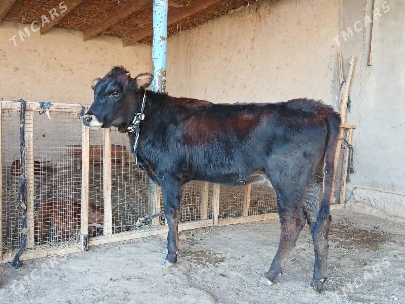 gole - Wekilbazar - img 2