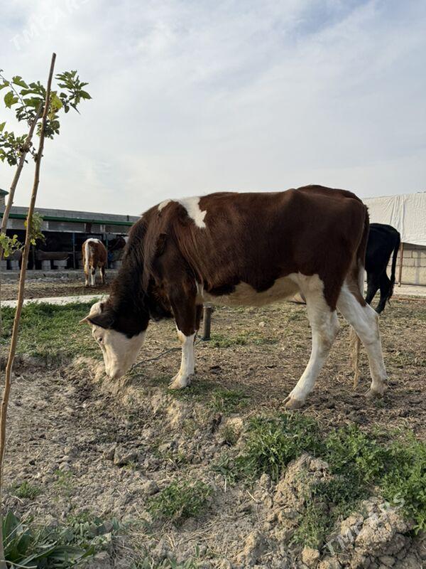 tuwe - Ашхабад - img 2