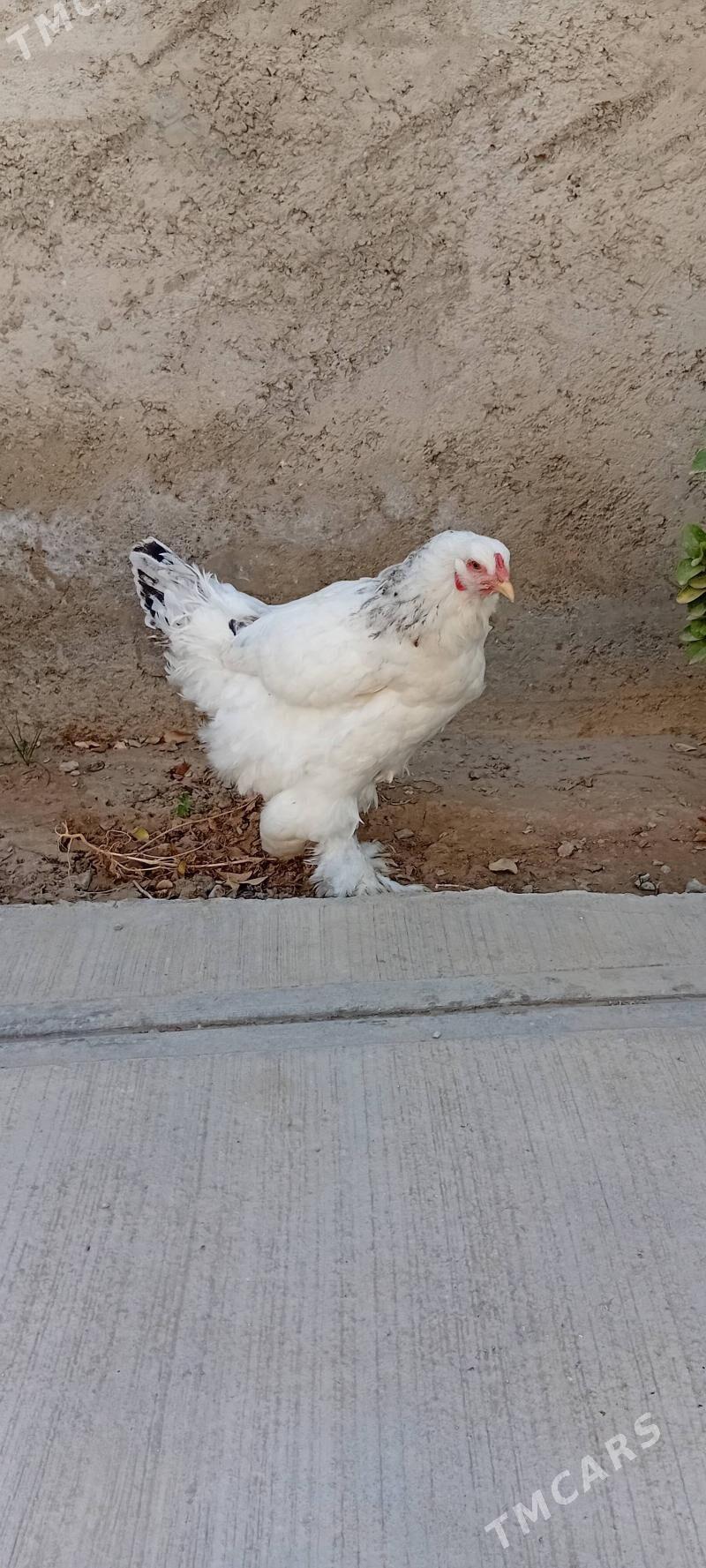 ak brama - Херрикгала - img 2