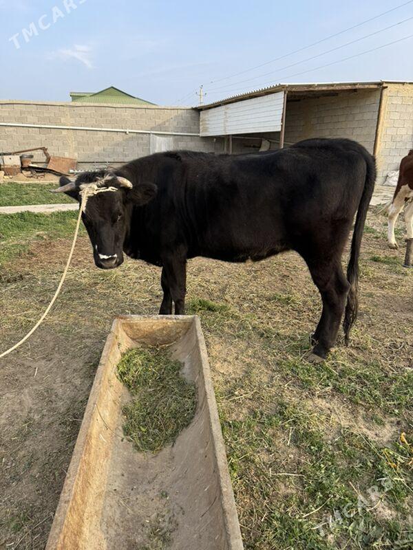 tuwe - Ашхабад - img 3