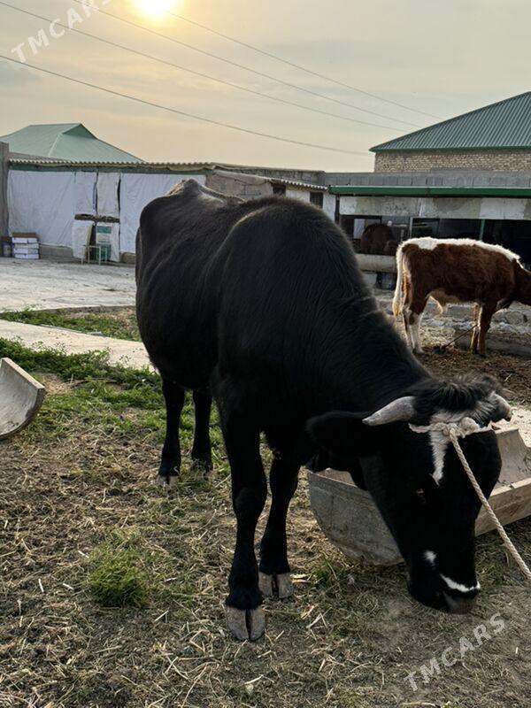 tuwe - Ашхабад - img 4