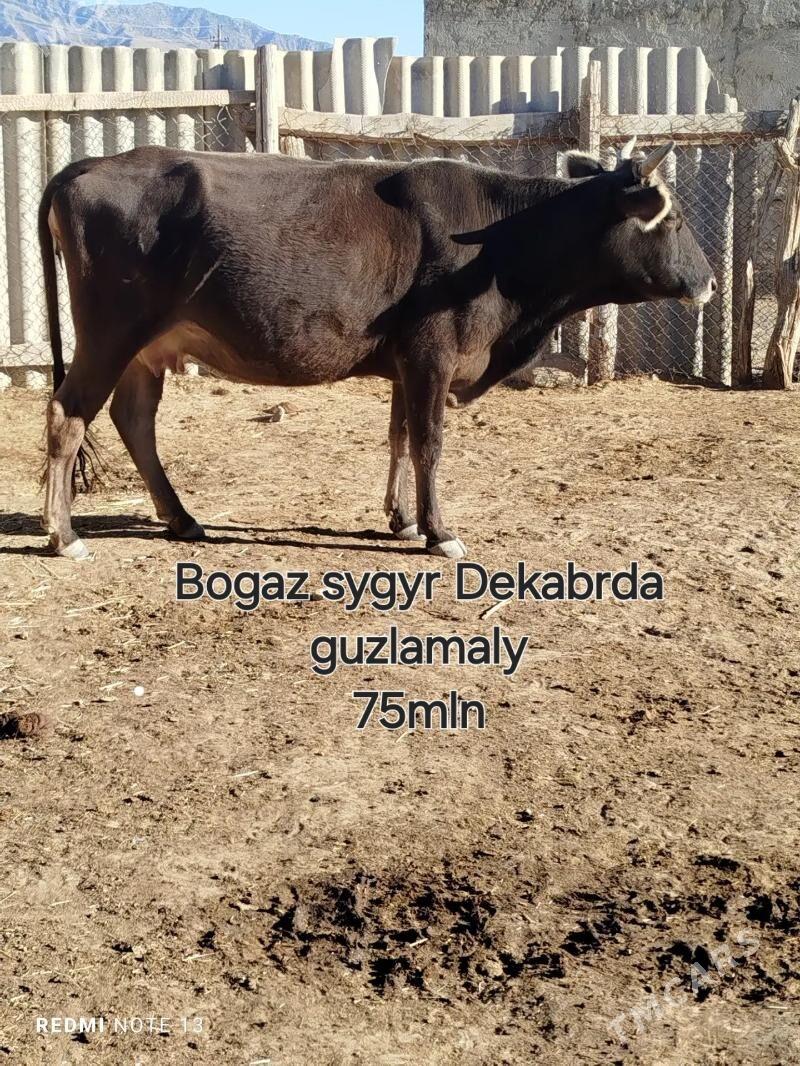 Sygyrlar - Гызыларбат - img 3