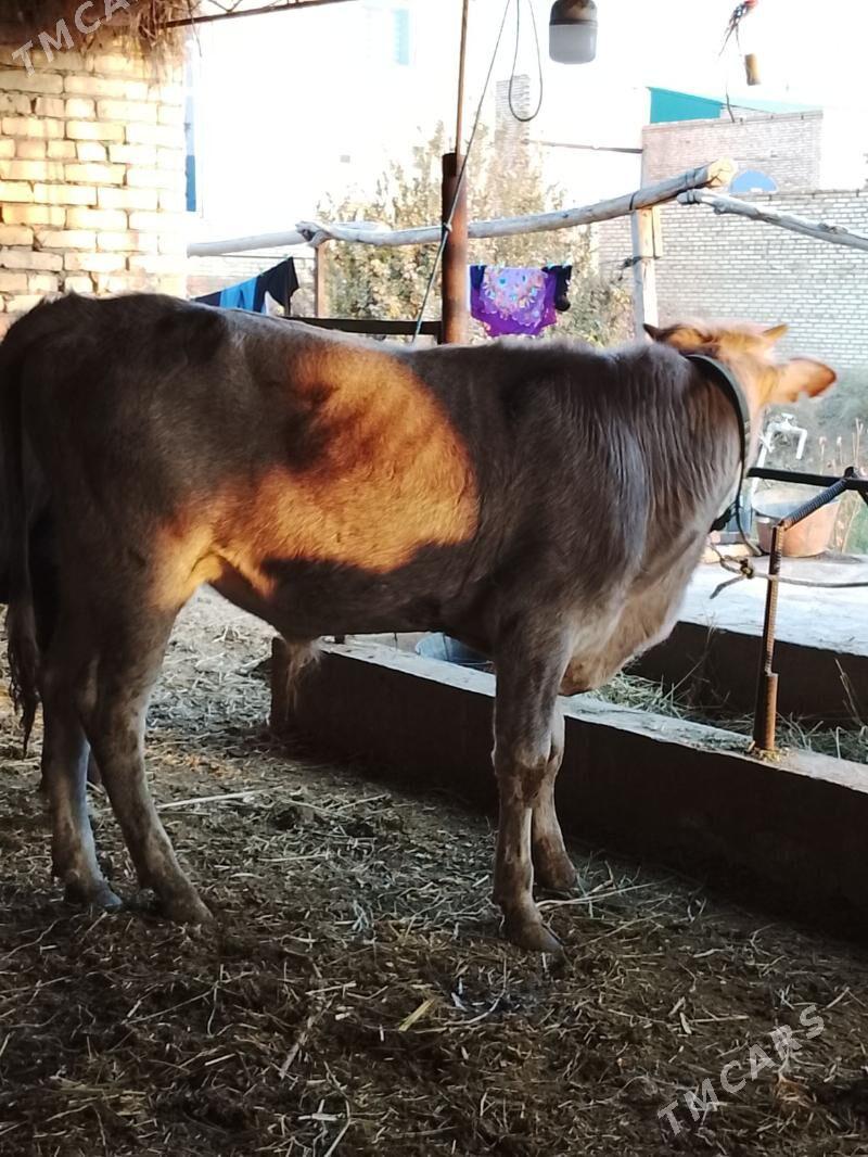 okuz - Dänew - img 5