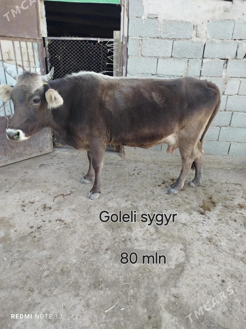 Sygyrlar - Гызыларбат - img 2