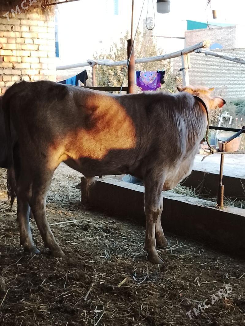 okuz - Dänew - img 2