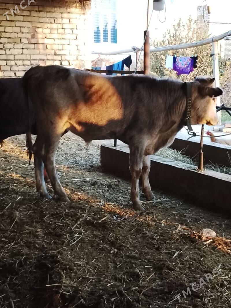 okuz - Dänew - img 3