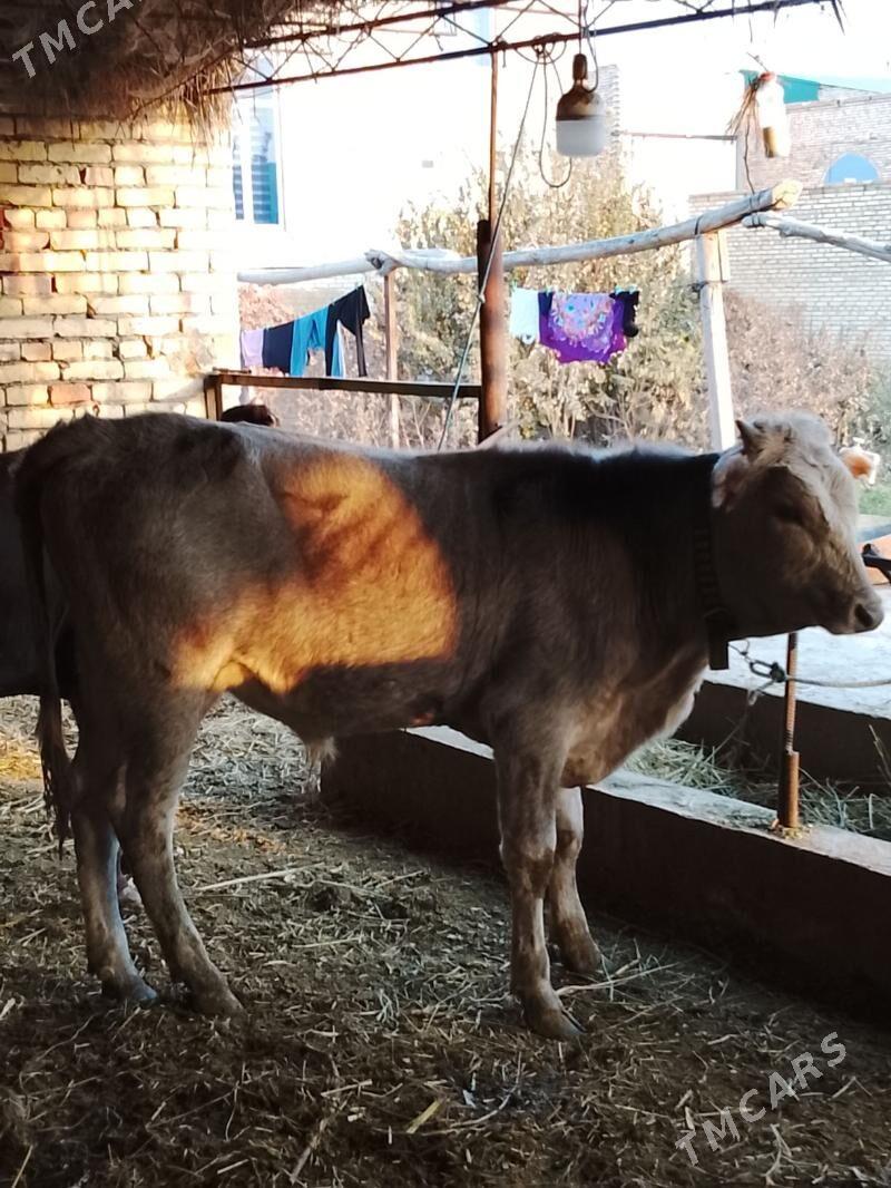 okuz - Dänew - img 6