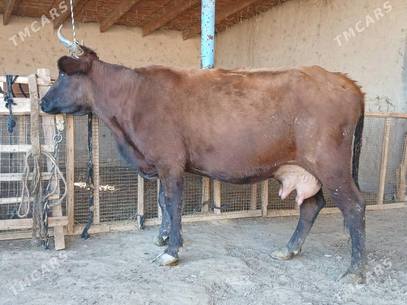 goleli - Векильбазар - img 5