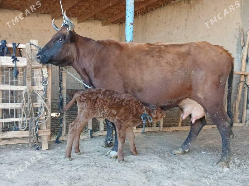 goleli - Векильбазар - img 4