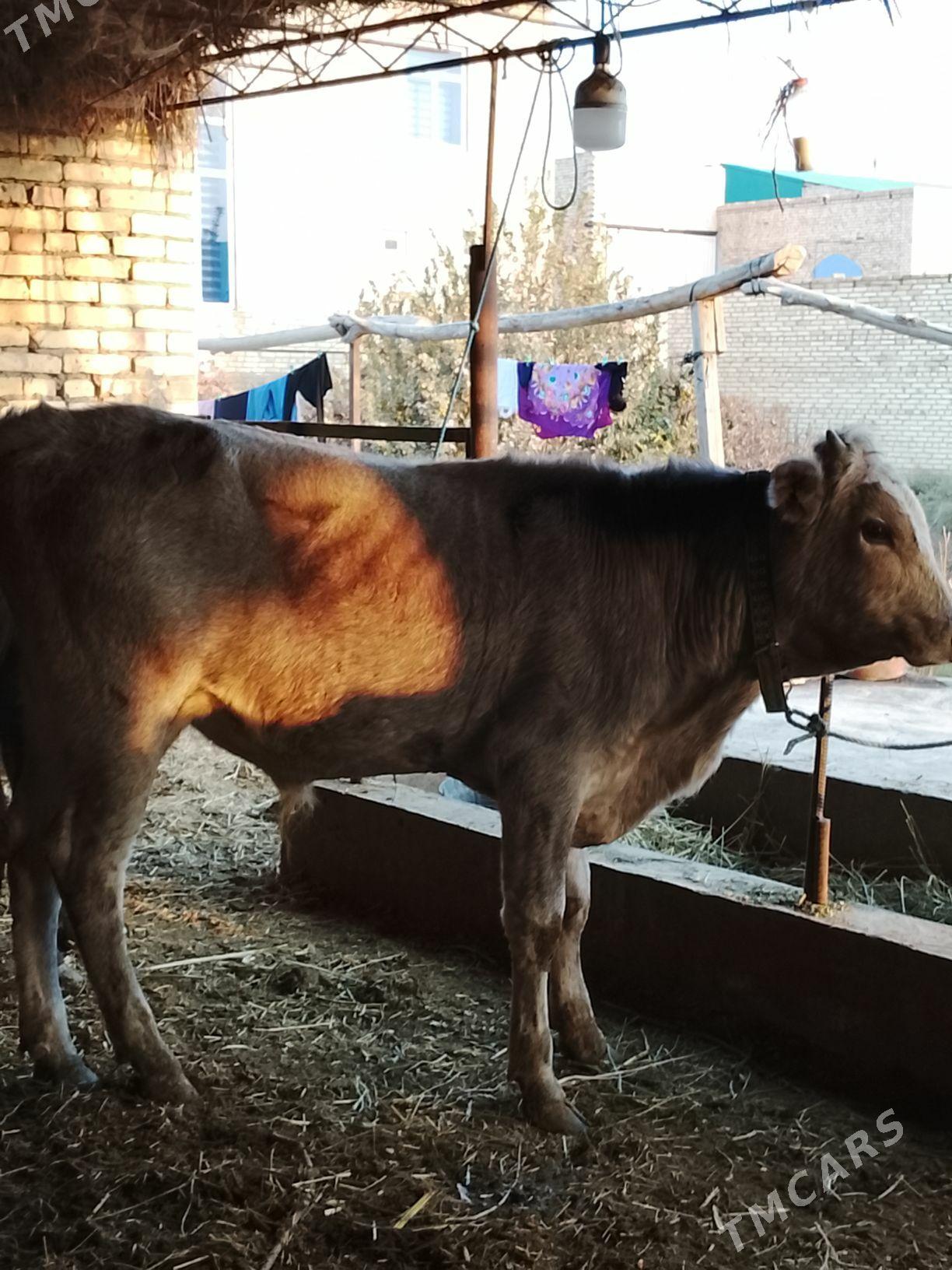 okuz - Dänew - img 4