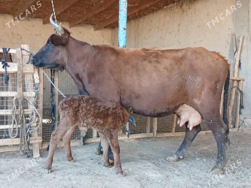 goleli - Векильбазар - img 3