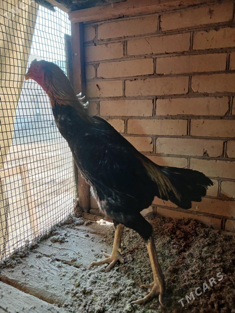 horaz - Туркменабат - img 2