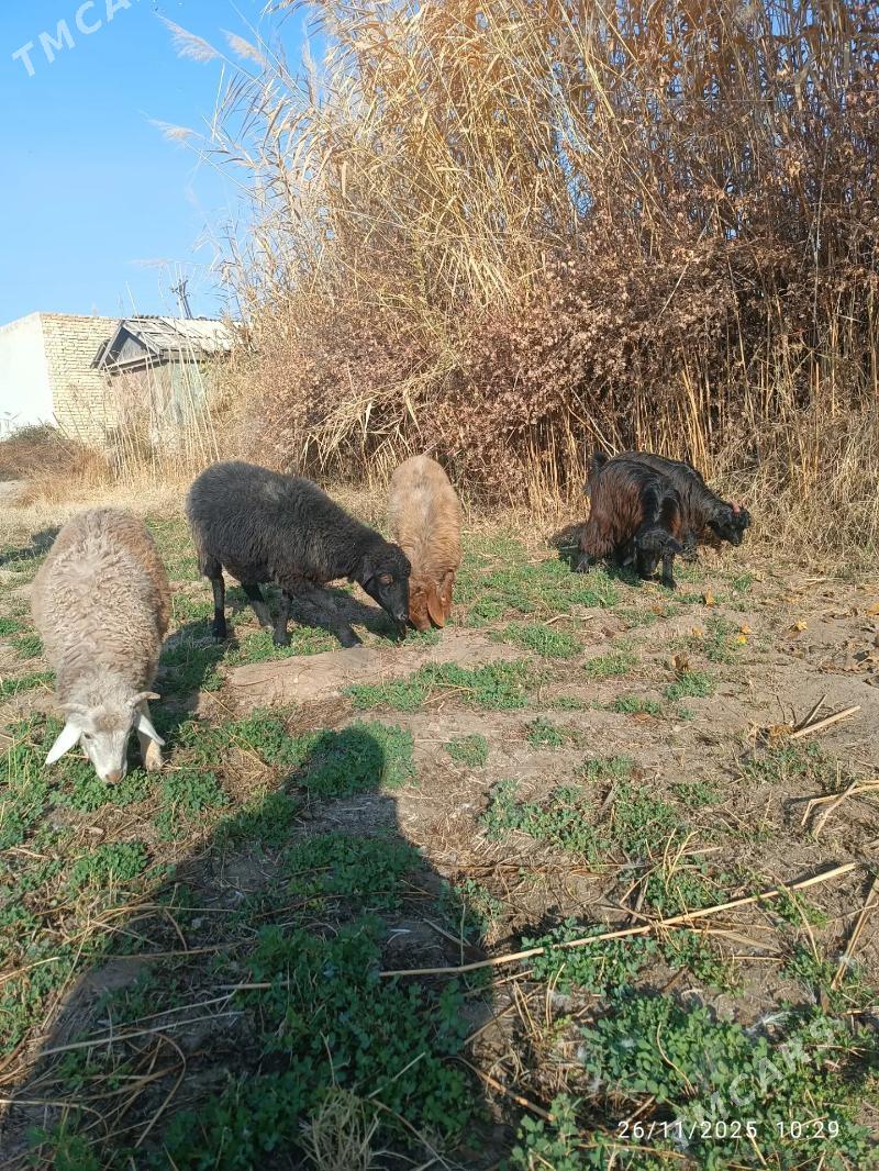 Koçkar goyun - Туркменабат - img 2