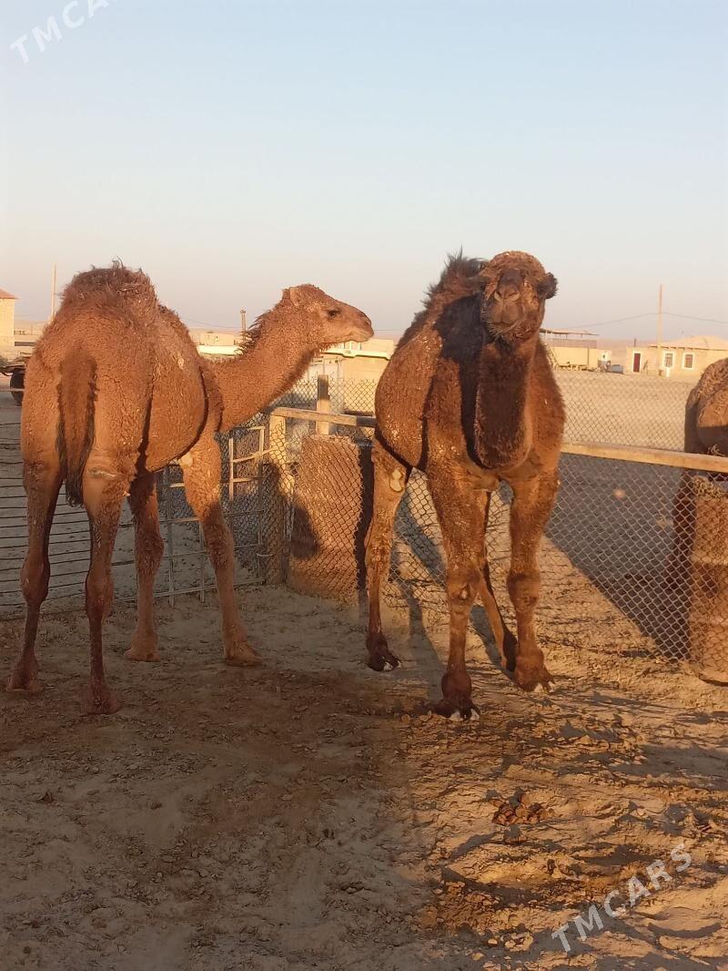 ogşuk - Bereket - img 5