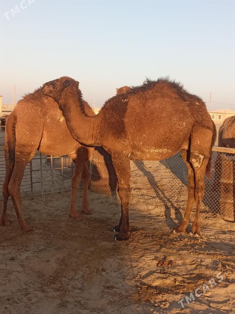 ogşuk - Bereket - img 4