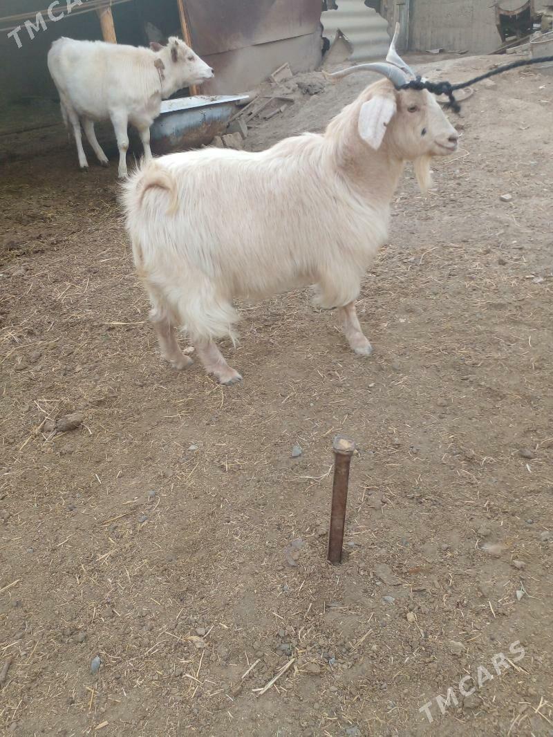 geçi - Бузмеин - img 2