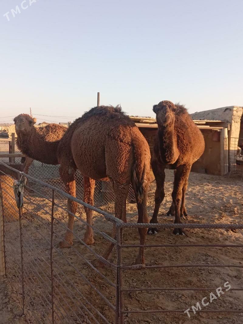 ogşuk - Bereket - img 3