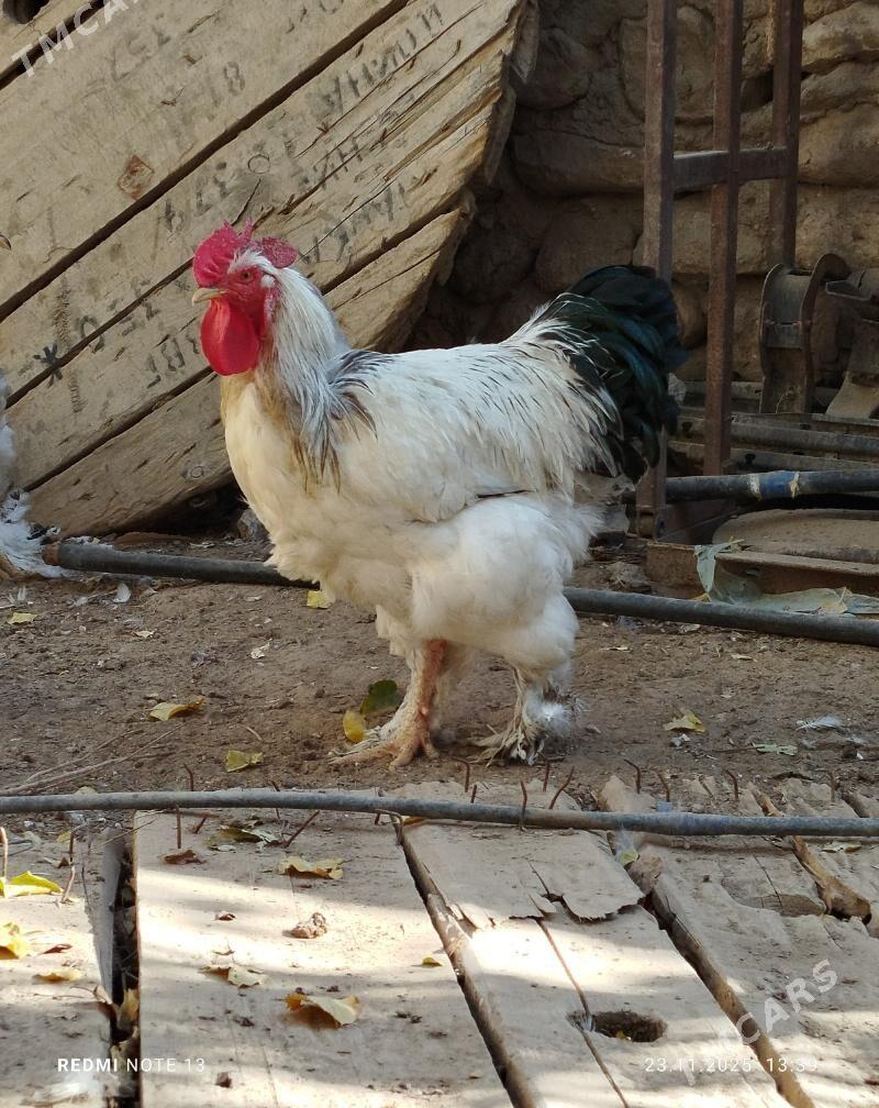 horaz - Jebel - img 3