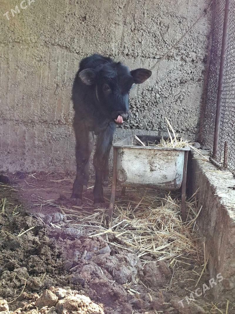 Tüwe 3 aylyk șwes - Büzmeýin - img 2