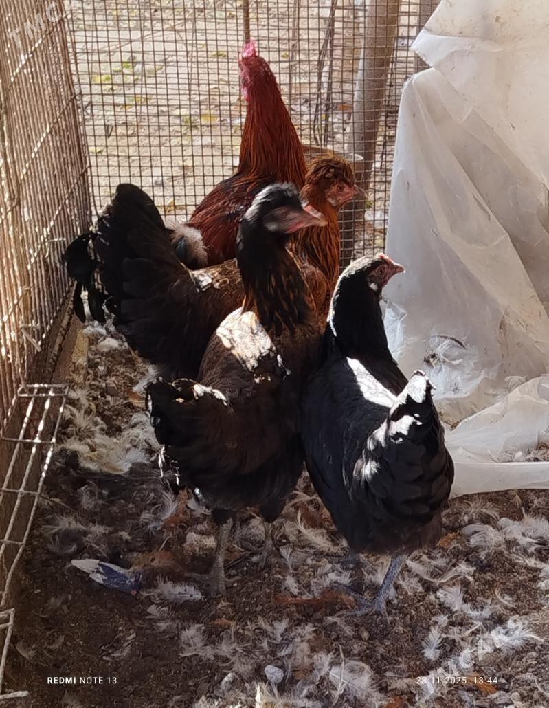 towuklar - Джебел - img 2