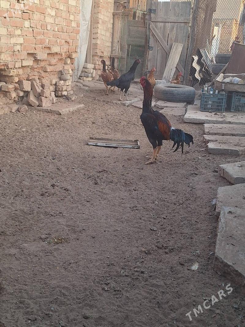 baysy  horaz - Baýramaly - img 4