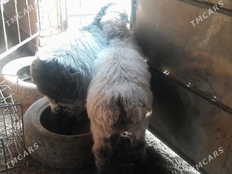 Goyun - Теджен - img 2