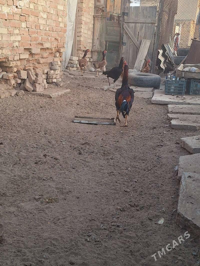 baysy  horaz - Baýramaly - img 3