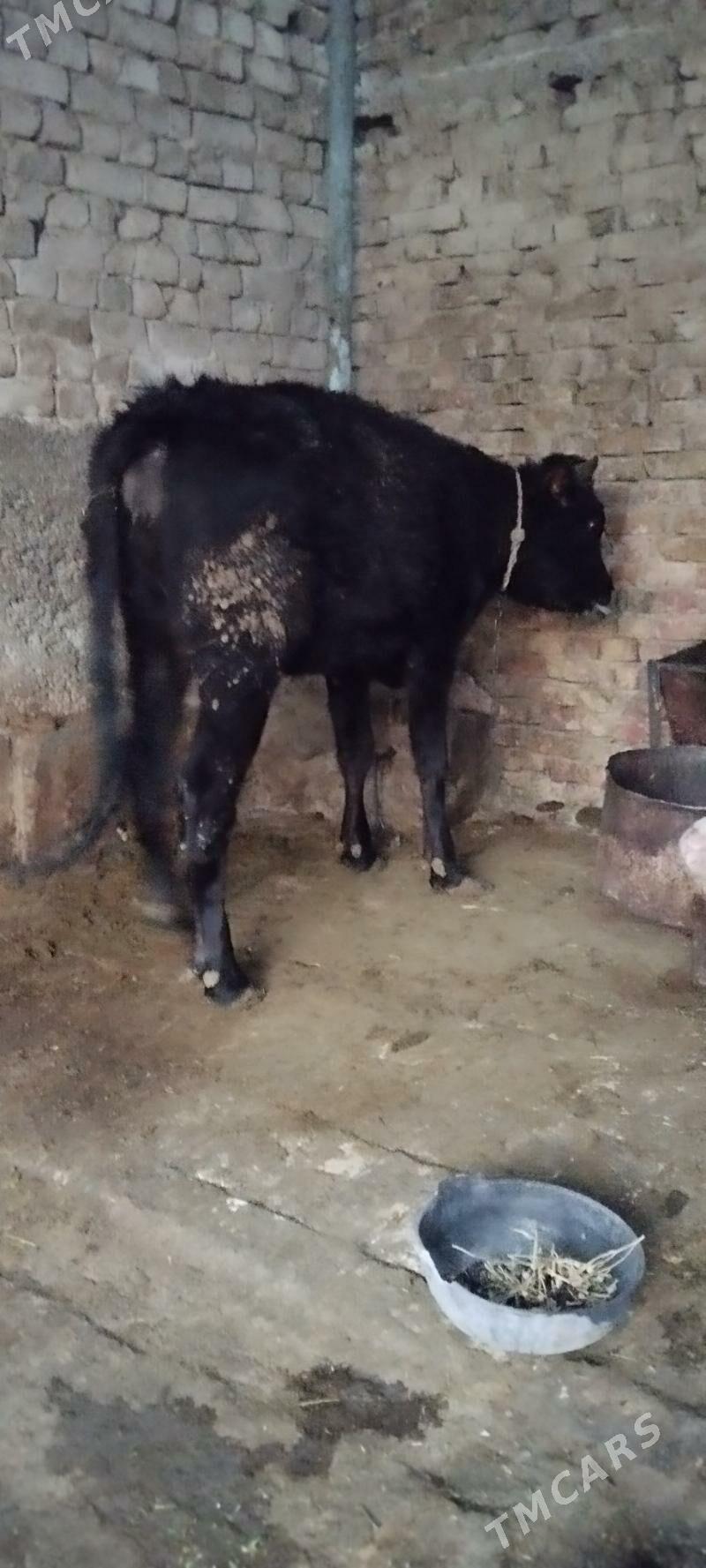 tuve - Aşgabat - img 3