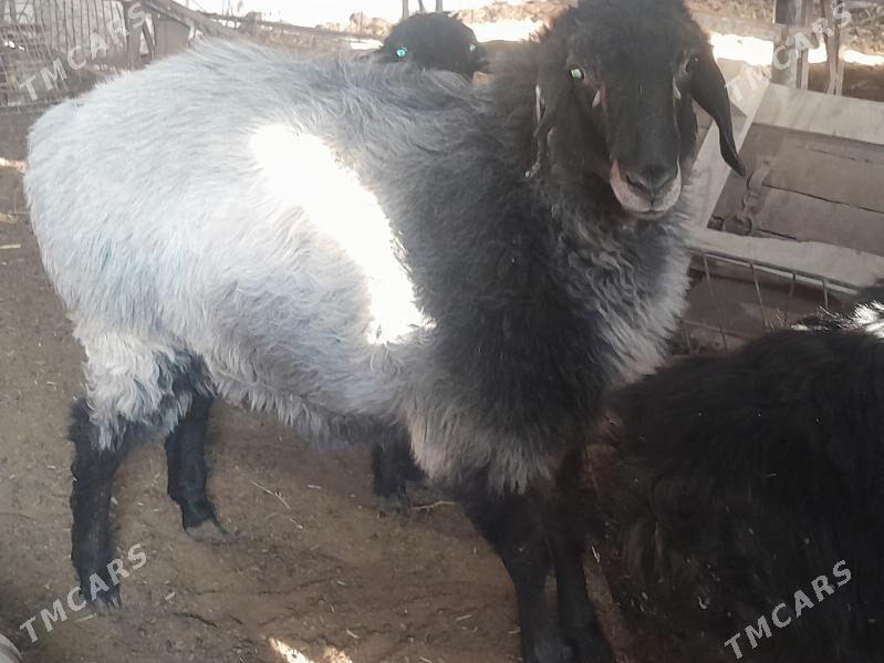 Goyun - Теджен - img 3