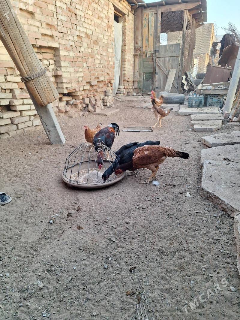 baysy  horaz - Baýramaly - img 5