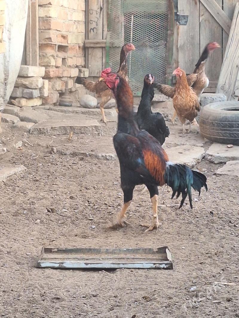 baysy  horaz - Baýramaly - img 2