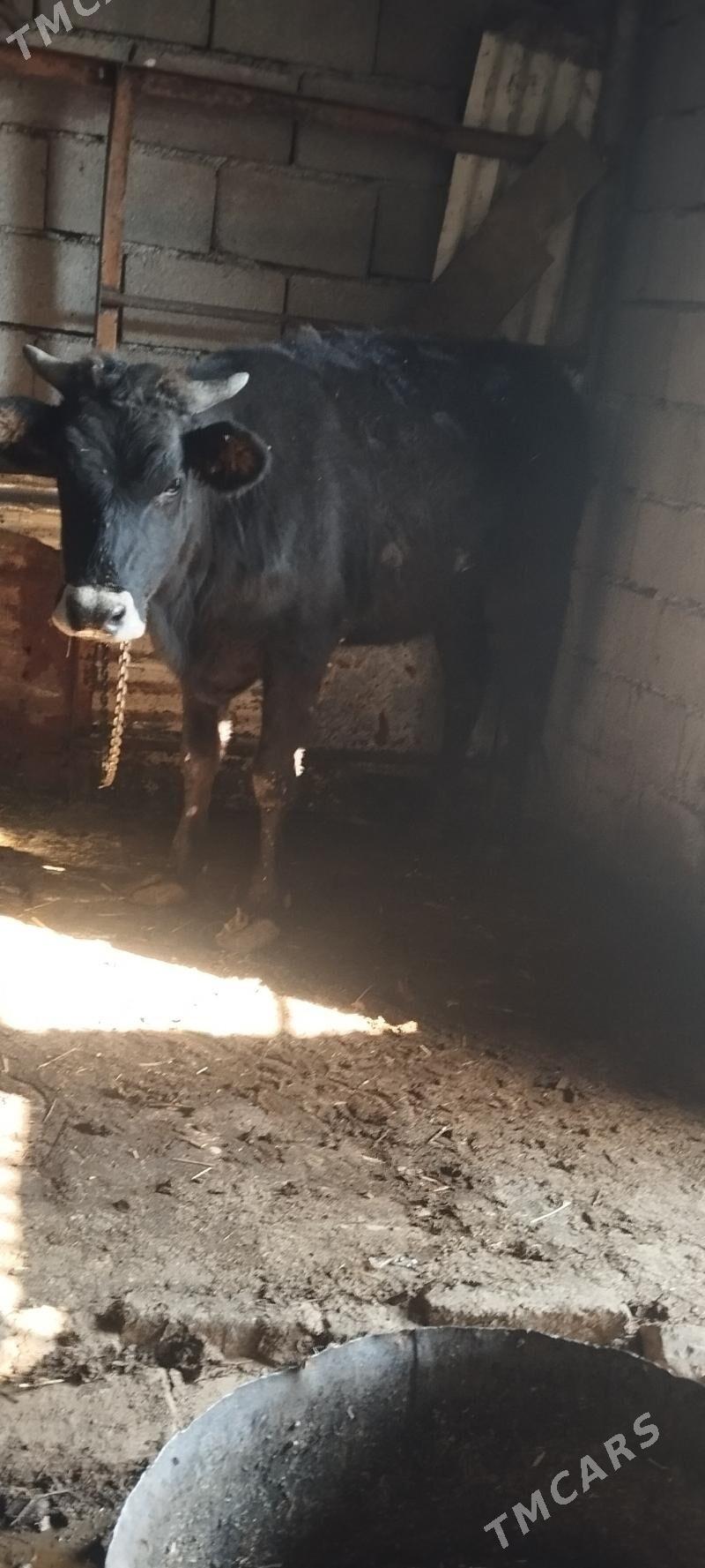 tuve - Aşgabat - img 2