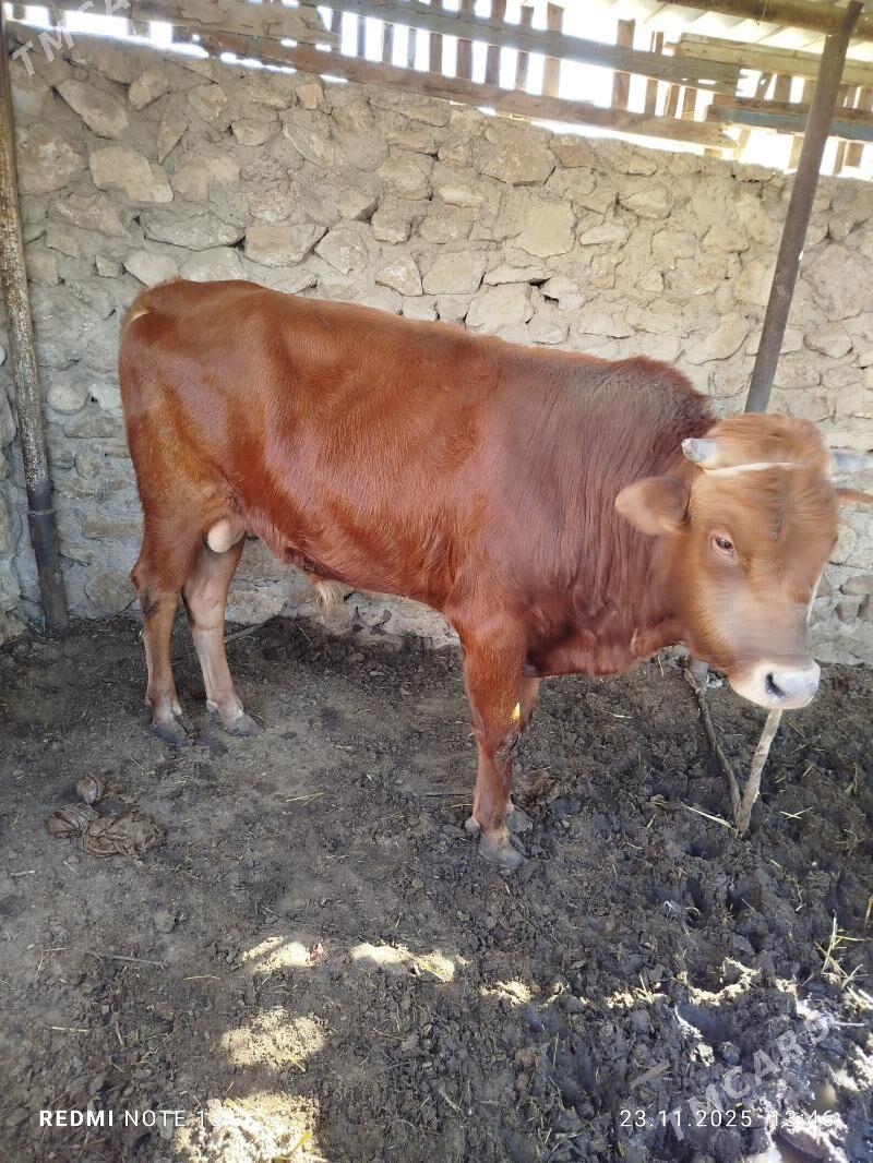 okuz - Джебел - img 4