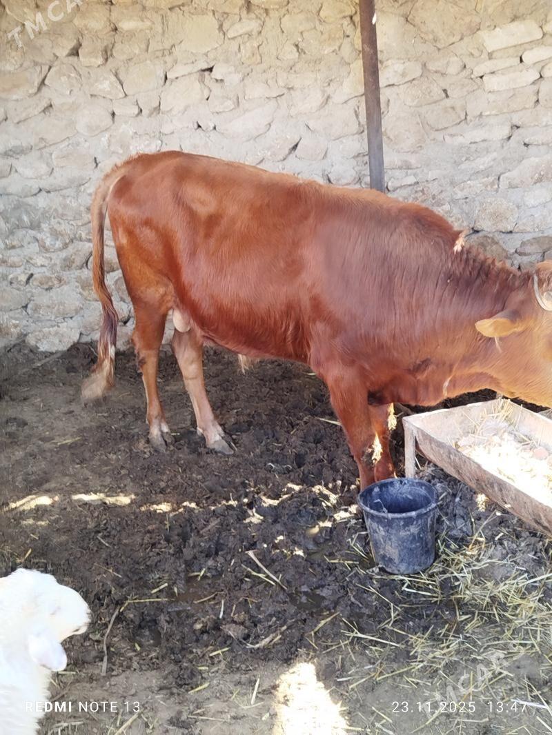 okuz - Джебел - img 3