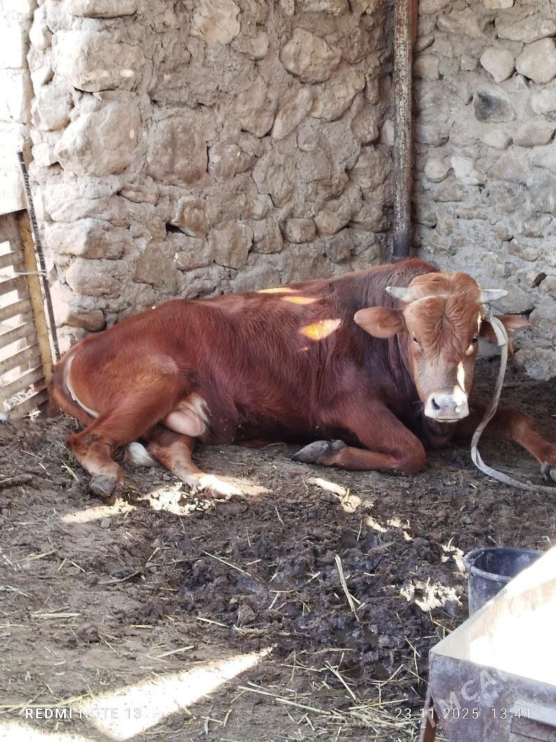 okuz - Джебел - img 2