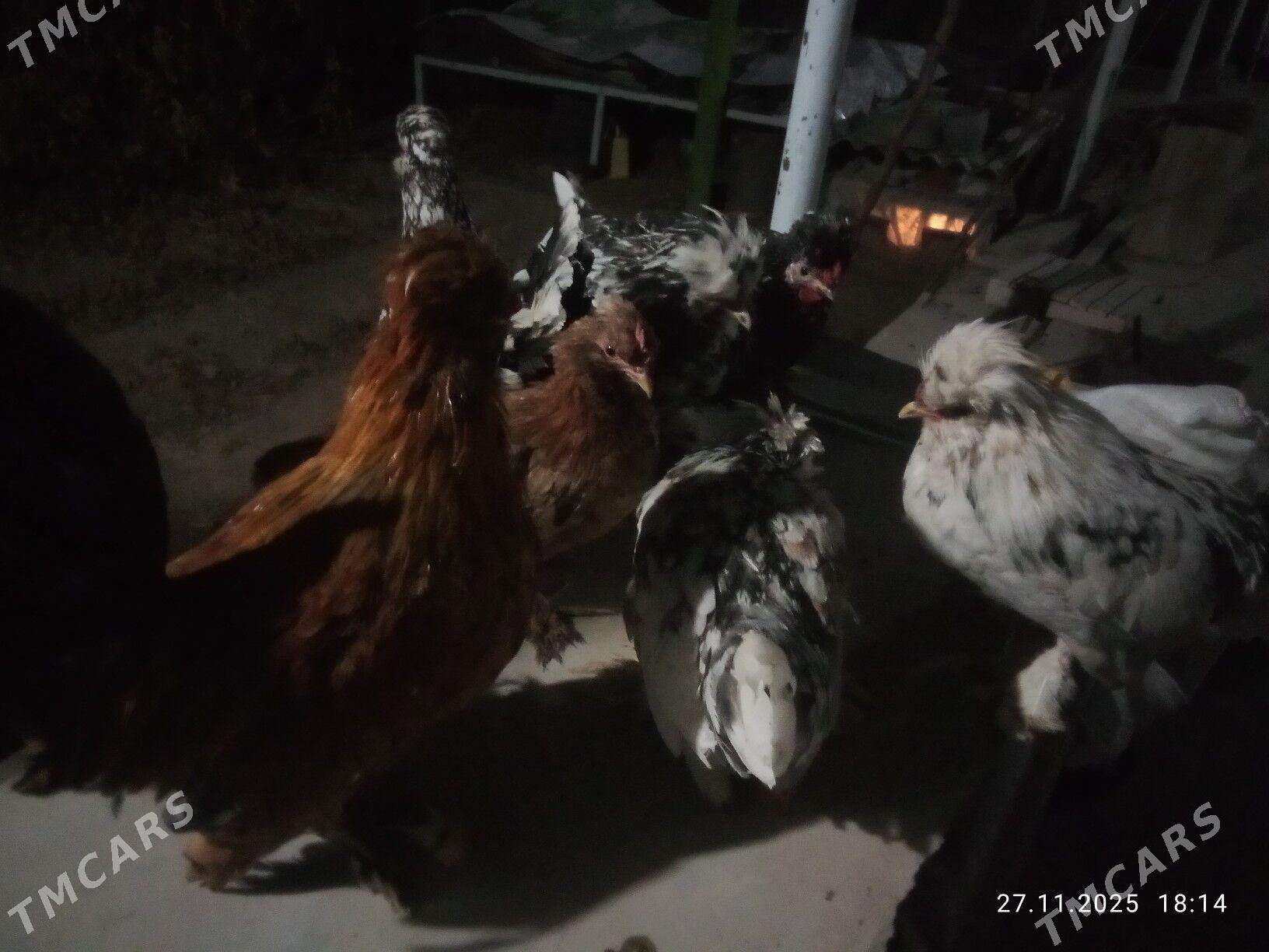 karlik towlak - Türkmenabat - img 9